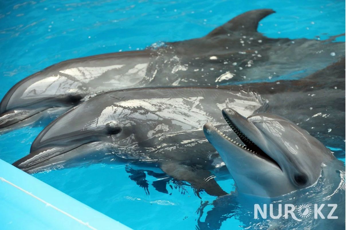 Может ли дельфин лечить людей?