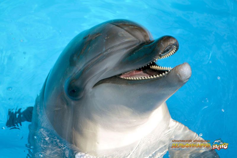 Тихоокеанский дельфин-афалина Катя