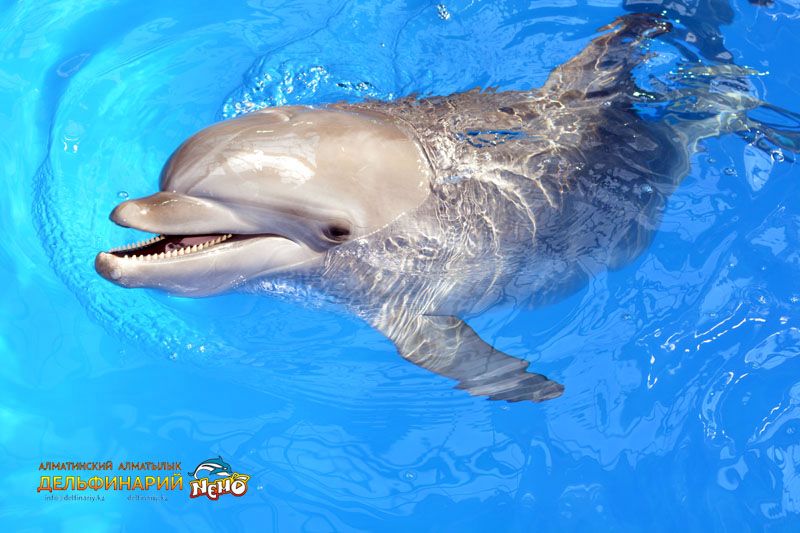 Тихоокеанский дельфин-афалина Николь