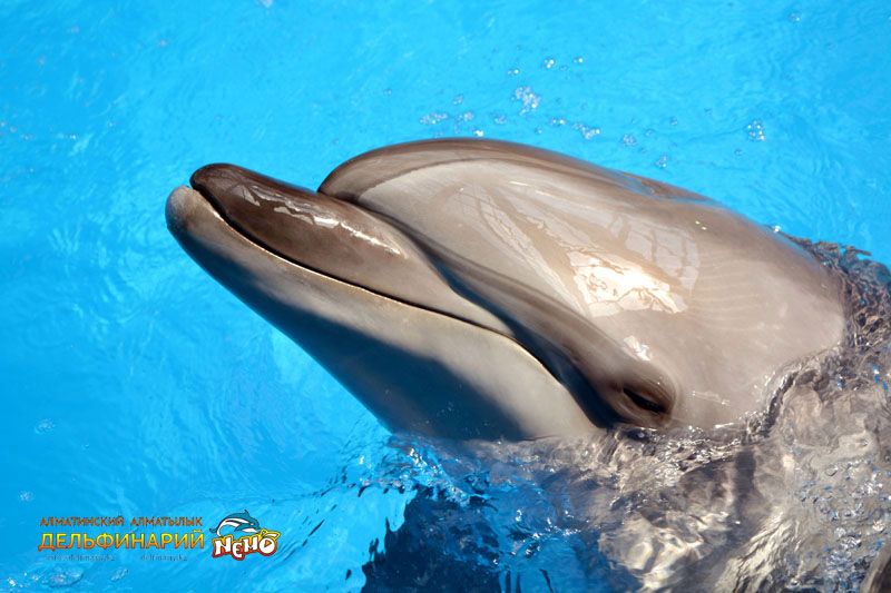 Тихоокеанский дельфин-афалина Юми